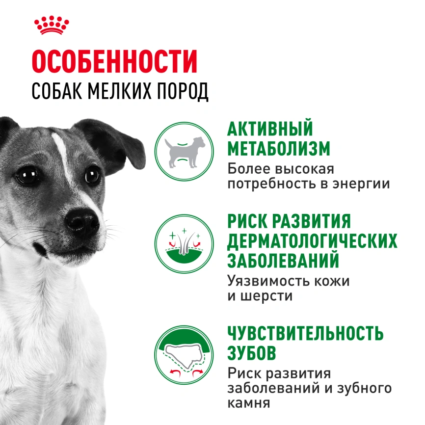 Сухой корм Royal Canin Mini Adult для взрослых собак, 8 кг фото 2