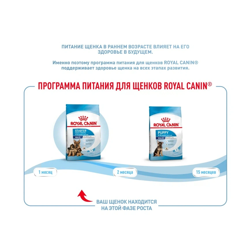 Сухой корм Royal Canin Maxi Starter Mother & Babydog для собак, 4 кг фото 4