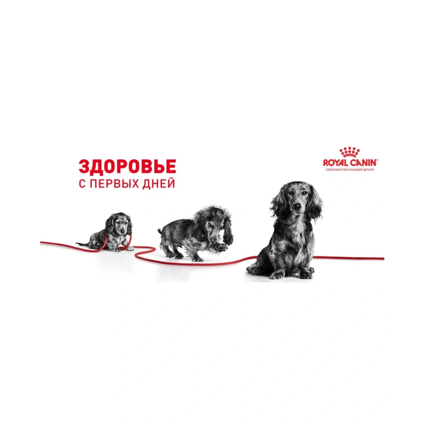 Сухой корм Royal Canin Giant Starter Mother & Babydog для щенков и собак, 15 кг фото 14