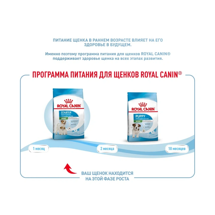 Сухой корм Royal Canin Mini Starter Mother & Babydog для щенков и кормящих сук, 1 кг фото 9
