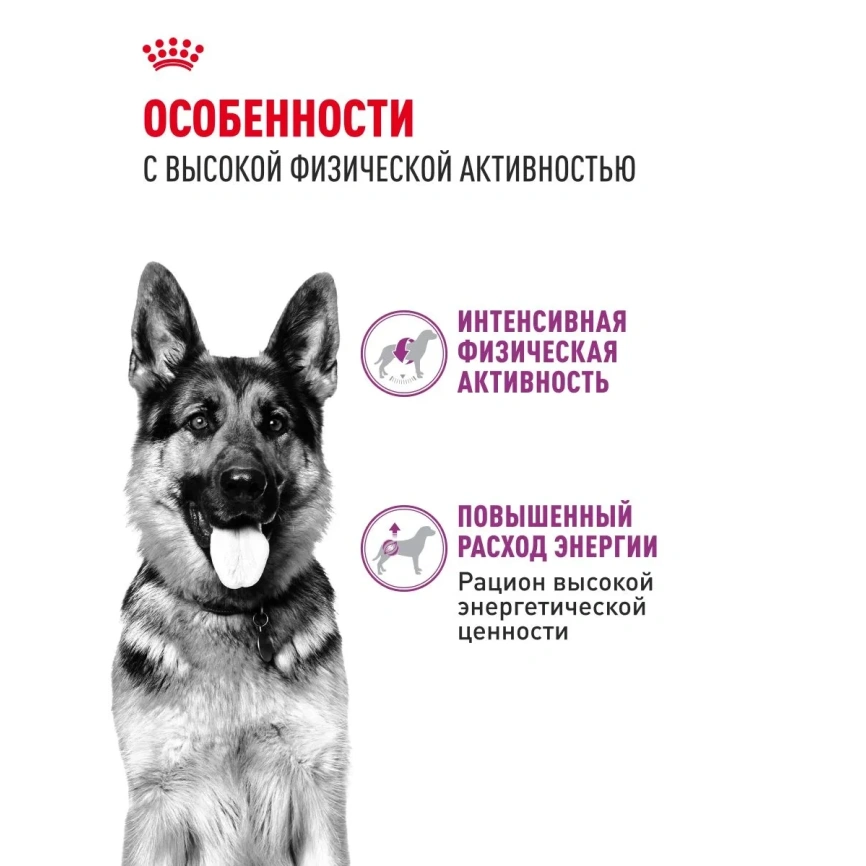 Сухой корм Royal Canin Club Energy HE, для активных собак, 20 кг фото 2