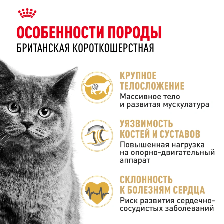 Сухой корм Royal Canin British Shorthair для кошек породы британская короткошерстная, 10 кг фото 2