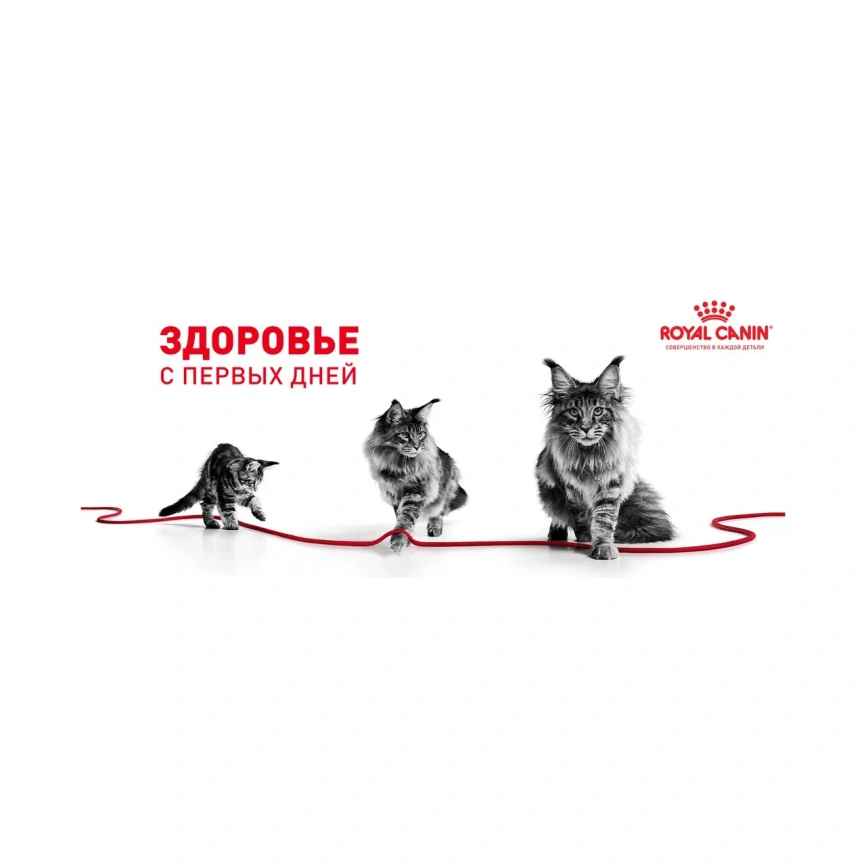 Сухой корм Royal Canin Kitten Sterilised для котят, 400 г фото 18