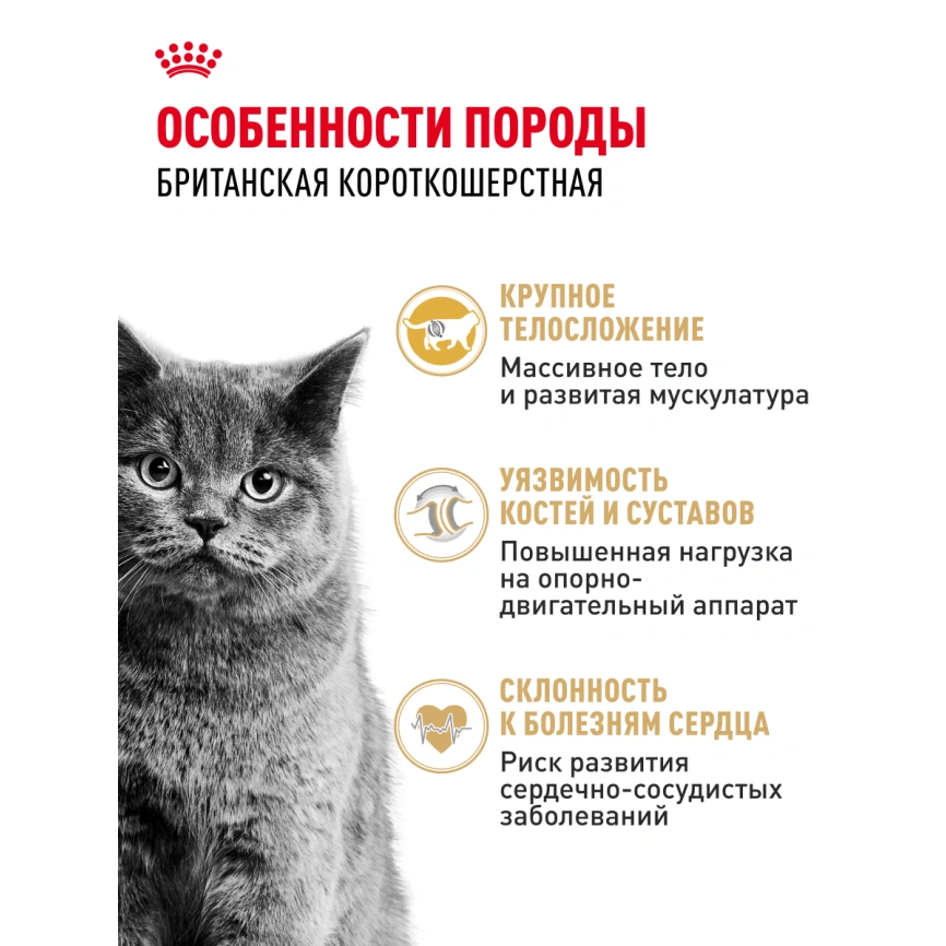 Сухой корм Royal Canin British Shorthair для кошек породы британская короткошерстная, 2 кг фото 28