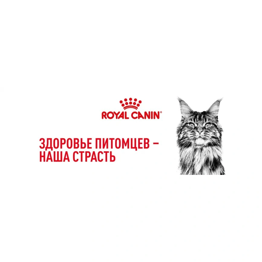 Сухой корм Royal Canin British Shorthair для кошек породы британская короткошерстная, 10 кг фото 16