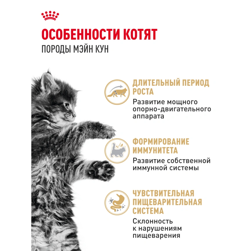Влажный корм Royal Canin Maine Coon Kitten в соусе для котят породы мейн-кун и других крупных пород старше 3 месяцев, пауч, 85 г фото 16