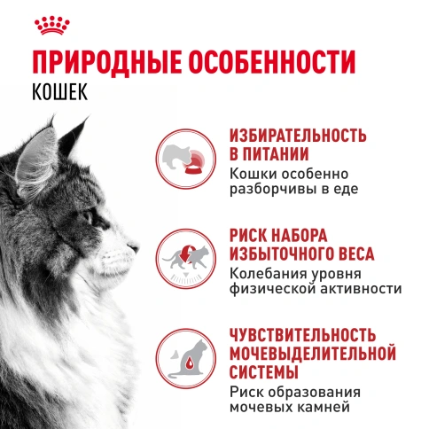 Влажный корм Royal Canin Instinctive в желе для взрослых кошек старше 1 года, пауч, 85 г фото 2