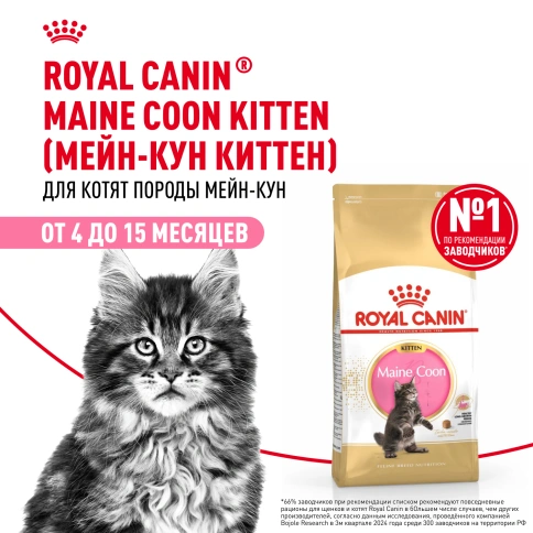 Сухой корм Royal Canin Kitten Maine Coon для котят, 10 кг фото 14