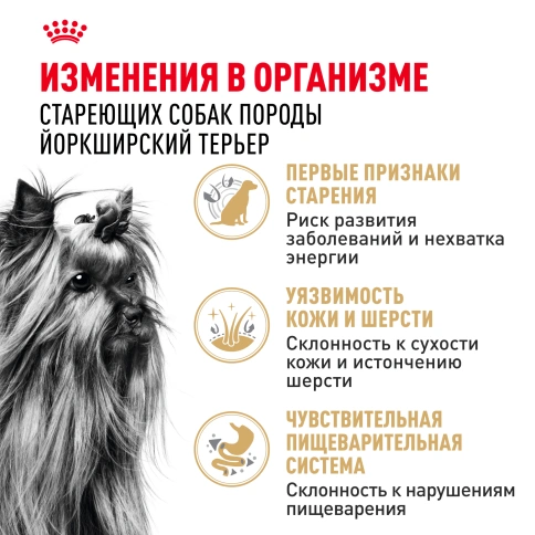 Сухой корм Royal Canin Yorkshire Terrier Adult 8+ для собак породы йоркширский терьер, 500 г фото 3