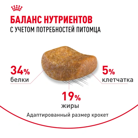 Сухой корм Royal Canin British Shorthair для кошек породы британская короткошерстная, 2 кг фото 4