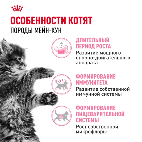 Сухой корм Royal Canin Kitten Maine Coon для котят, 400 г фото 2