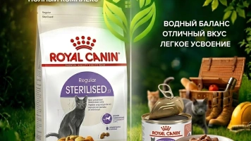 🍽 Сухой или влажный корм: что выбрать для вашего хвостика?